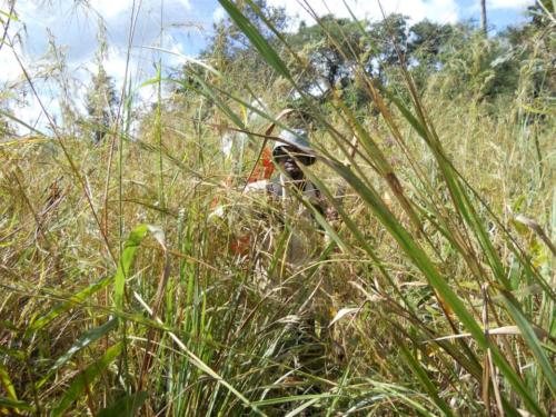 Soil sampling in the grasslands of the eastern DRC at the end of the rainy season.  Keeping each other in sight is easier said than done 