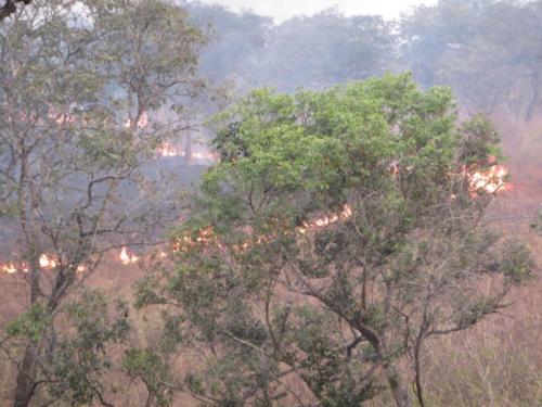 At the end of the dry season fire is a constant threat in the grasslands of the western copper-belt, DRC