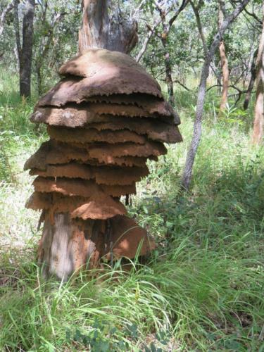 An interesting rain-adapted termitarium typical of the forests in the western copper-belt, DRC